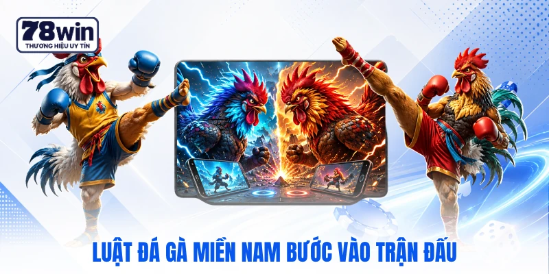 Luật đá gà miền Nam bước vào trận đấu Luật đá gà miền Nam bước vào trận đấu